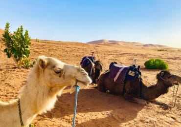4 DAYS TOUR FROM OUARZAZATE TO MARRAKECH